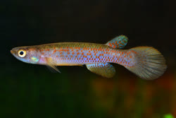 PAC - Rivulus (Cynodonichthys) pacificus