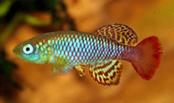 PAL - Nothobranchius palmqvisti
