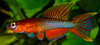 PAM - Aphyosemion pamaense