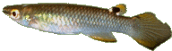 PAN - Aplocheilus panchax  panchax