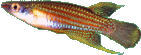 PAR - Aplocheilus parvus