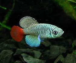 PAT - Nothobranchius (Adin.) patrizii