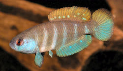 PAU - Austrolebias paucisquama