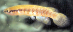 PCN - Rivulus (Melanorivulus) paracatuensis