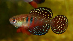 PCR - Simpsonichthys picturatus