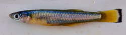 PEL - Laciris pelagica