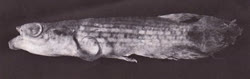 PEP - Moema pepotei