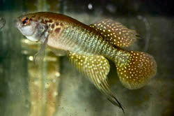 PER - Cynolebias perforatus