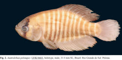 PES - Austrolebias pelotapes