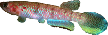 PET - Archiaphyosemion petersi