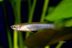 PFF - Micropanchax pfaffi