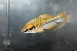 PGL - Cubanichthys pengelleyi
