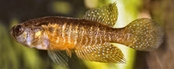 PGS - Cynolebias paraguassuensis