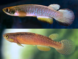 PGU - Rivulus (Atlantirivulus) paranaguensis