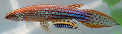 PHA - Pterolebias phasianus