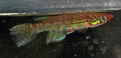 PHO - Epiplatys (Ep.?) phoeniceps