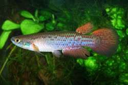 PJY - Rivulus (Cynodonichthys) pivijay
