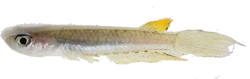 PKR - Fluviphylax  palikur