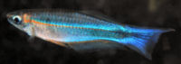 PLC - Plataplochilus pulcher
