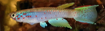 PLI - Aphyosemion polli