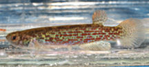 PLT - Anablepsoides parlettei