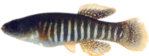 PLV - Fundulus pulvereus