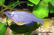 PLY - Hypsopanchax platysternus