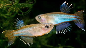 PMS - Procatopus plumosus