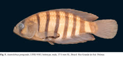 PON - Austrolebias pongondo