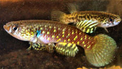 PRA - Pituna poranga