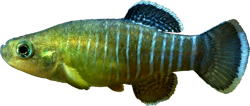 PRC - Esmaeilius persicus