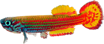 PRI - Aphyosemion primigenium