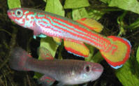 primigenium_GEB_94-21_pair.jpg