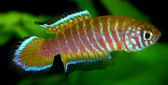 PRL - Simpsonichthys parallelus
