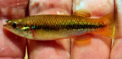 PRM - Profundulus portillorum