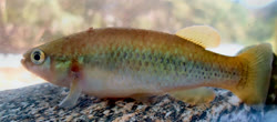 PRN - Profundulus parentiae