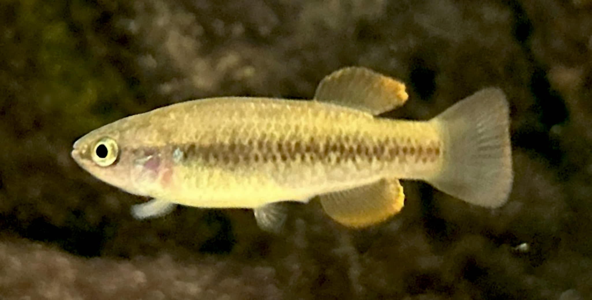 PRN - Profundulus parentiae