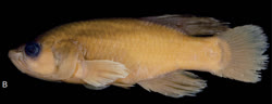 PRO - Nothobranchius prognathus