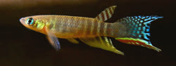 PRU - Moema peruensis