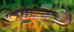 PRV - Neofundulus parvipinnis