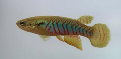PRX - Rivulus (Melanorivulus) proximus