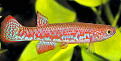 PRY - Rivulus paryagi