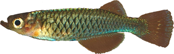 PSQ - Hylopanchax 	 paucisquamatus 