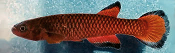 PSS - Rivulus paryagi