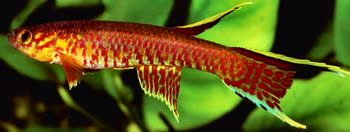 PSU - Aphyosemion pseudoelegans