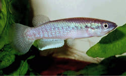 PTC - Pachypanchax patriciae
