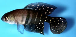 PTI - Spectrolebias piletti