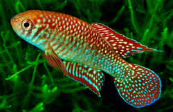 PTL - Simpsonichthys punctulatus