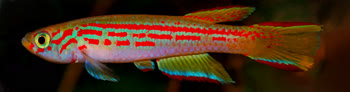 PUC - Aphyosemion punctatum