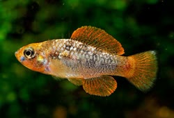 PUL - Garmenella pulchra